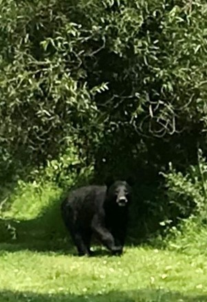 black bear sighting at TradeTrans 